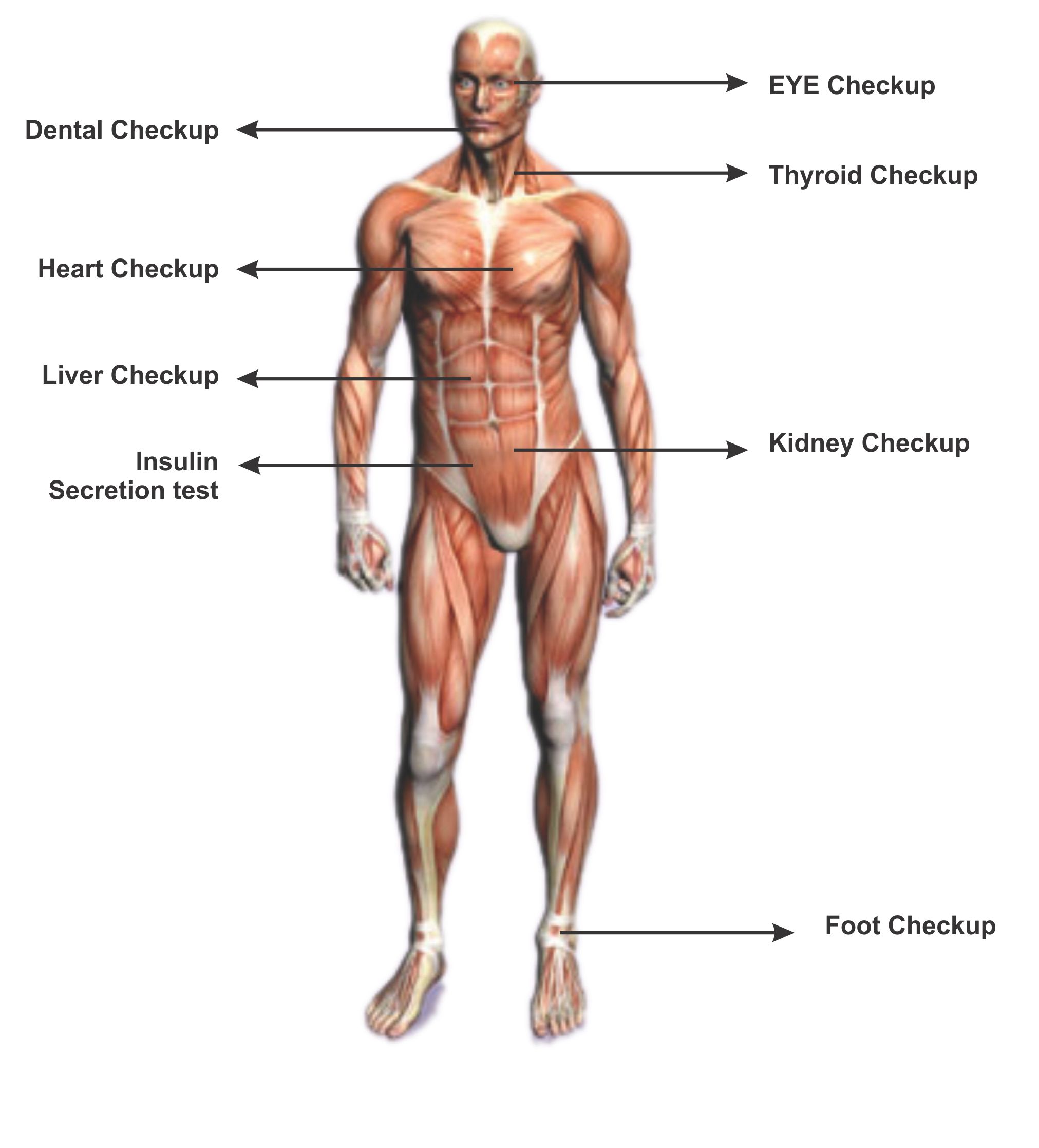 Основные мышцы человека